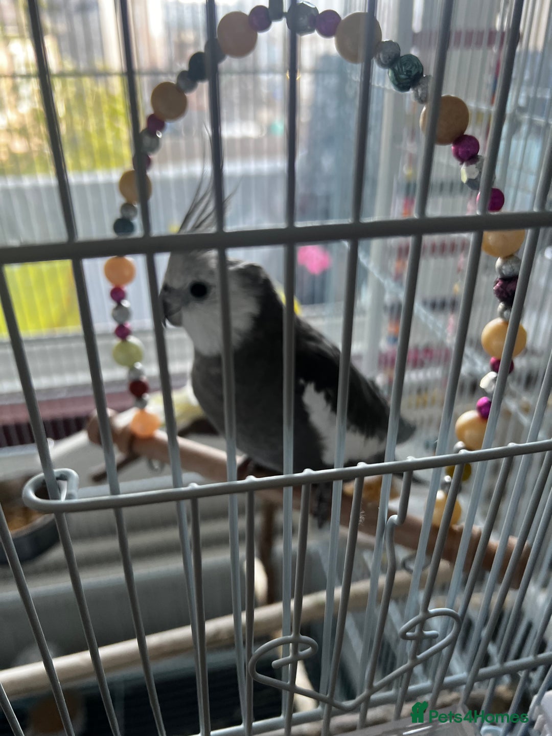 Cockatiels birds for sale: Cockatiel White Face Grey Male - Advert 1