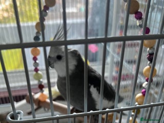 Cockatiels birds Cockatiel White Face Grey Male - Advert 1