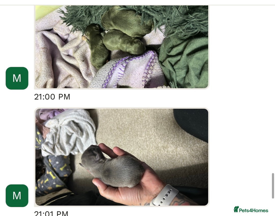 Chihuahua dogs for stud: KC Reg Russian x Italian Full Chihuahua Stud in Stourbridge - Advert 20