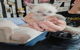 Sphynx cats for sale: For sale I have seven adorable kittens sphynx  - Image 9