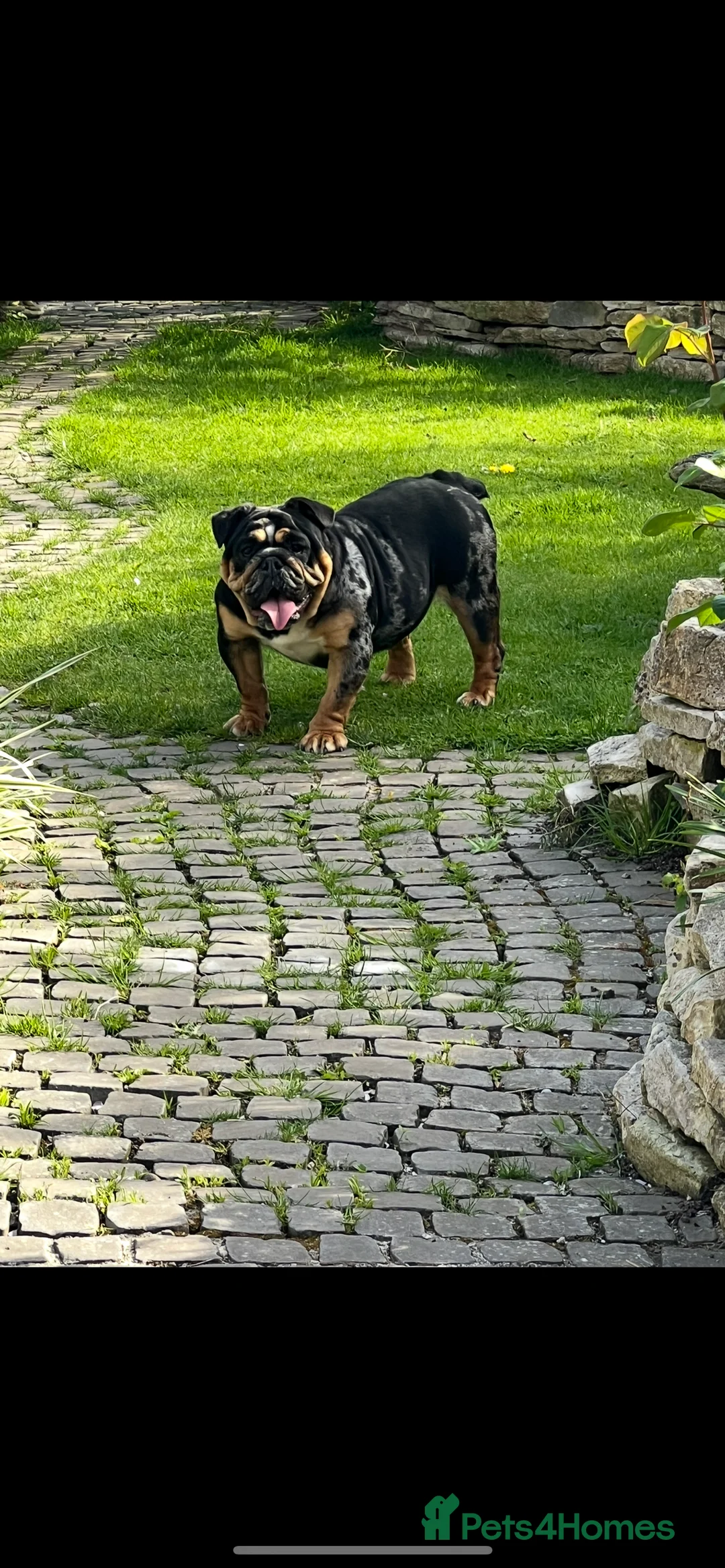 English Bulldog dogs for sale:  English Bulldogs for sale £1000 each  - Advert 10