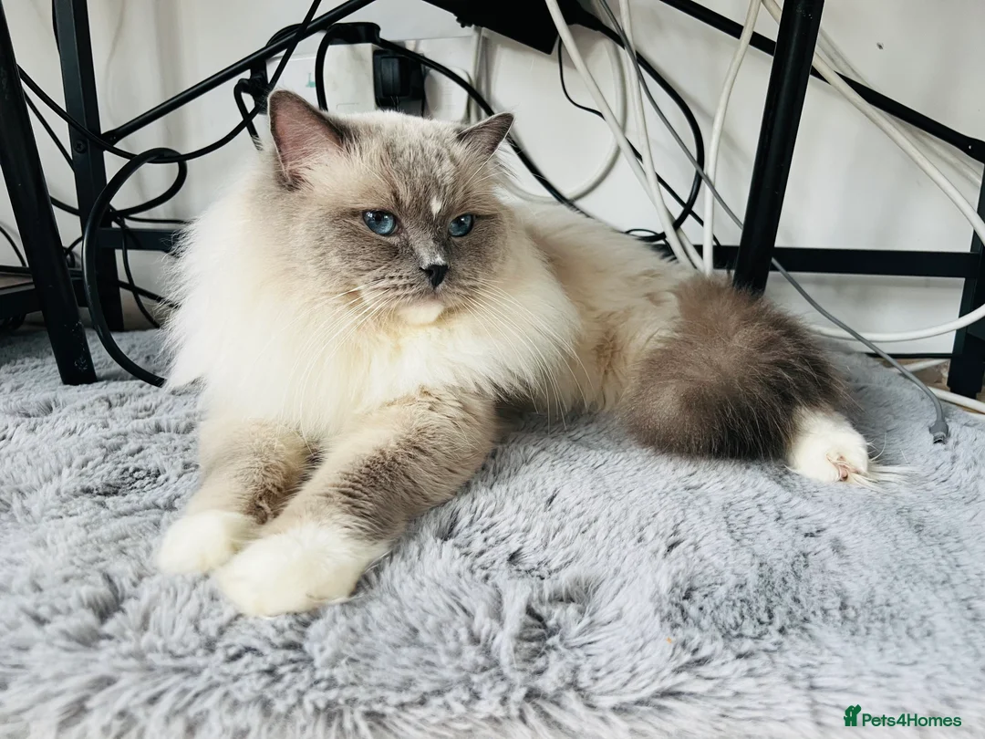 Ragdoll cats for stud: Amazing proven stud !!!  in Romford - Advert 18