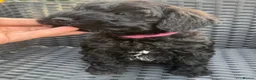 Schnoodle dogs for sale:  Toy Schnoodle puppies - Advert 17