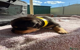 Rottweiler dogs for sale: Pure bred Rottweilers puppies - Image 7