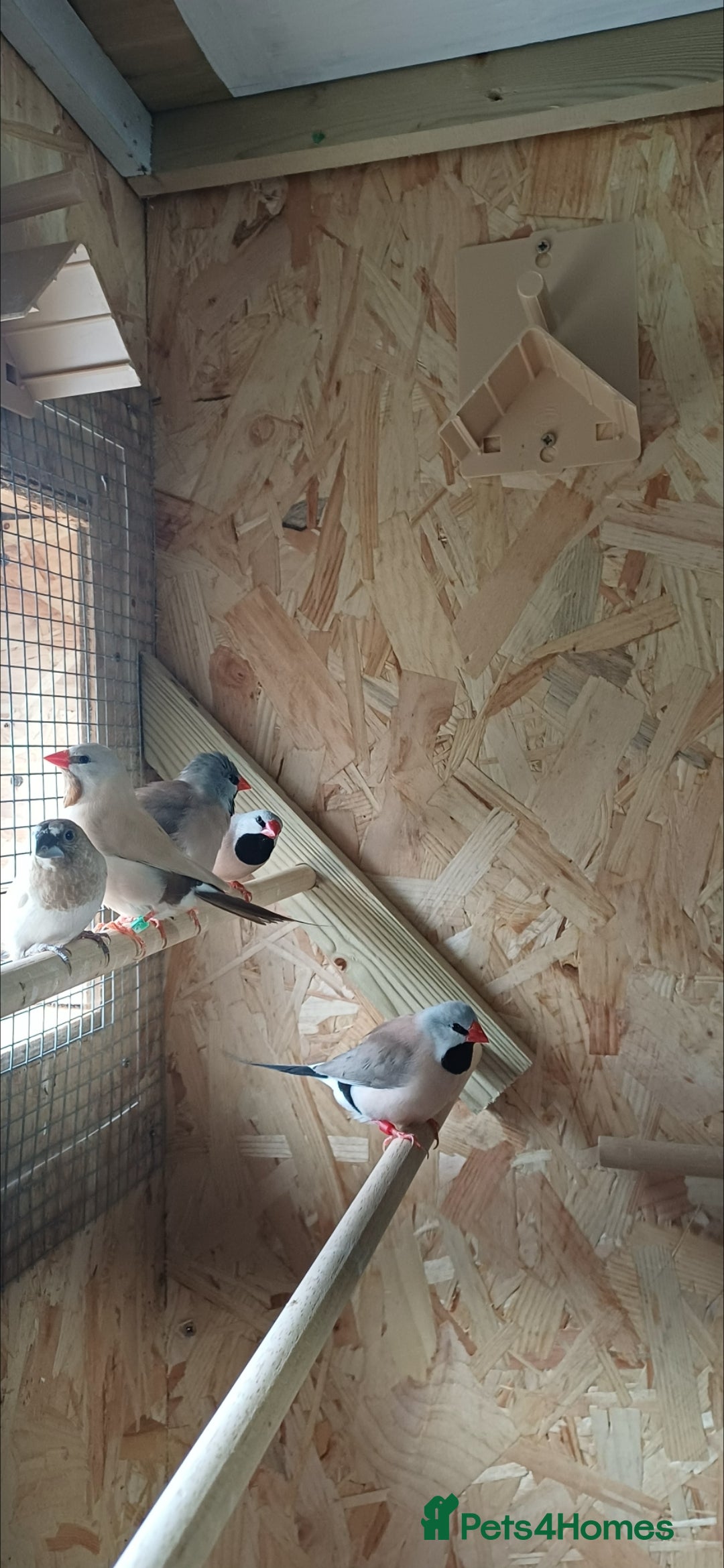 Finches birds for sale: Hecks finches and begalese  - Image 1