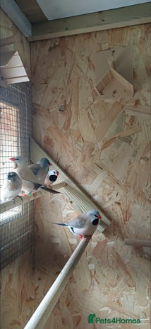 Finches birds - Advert 1