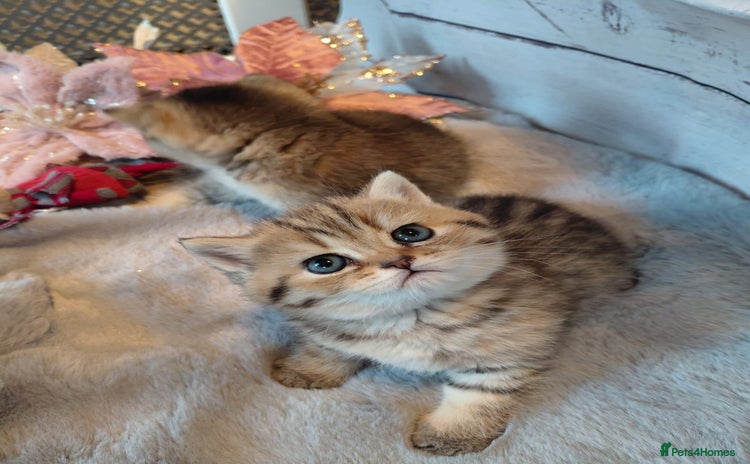 British Shorthair cats Beautiful golden shaded/ticked kittens - Advert 15