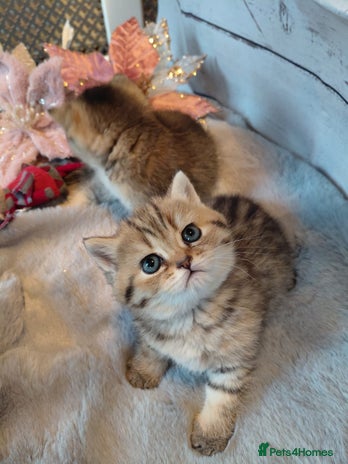 British Shorthair cats Beautiful golden shaded/ticked kittens - Advert 13