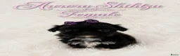 Shih Tzu dogs for sale: Kennel Club Health Tested Tiny Lines - Advert 3