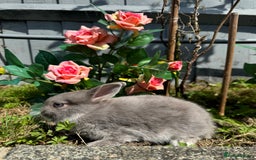 Netherland Dwarf rabbits for sale: STUNNING TAME PUREBRED BABY NETHERLAND DWARFS  - Image 1