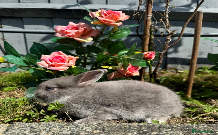 Netherland Dwarf rabbits - Advert 4