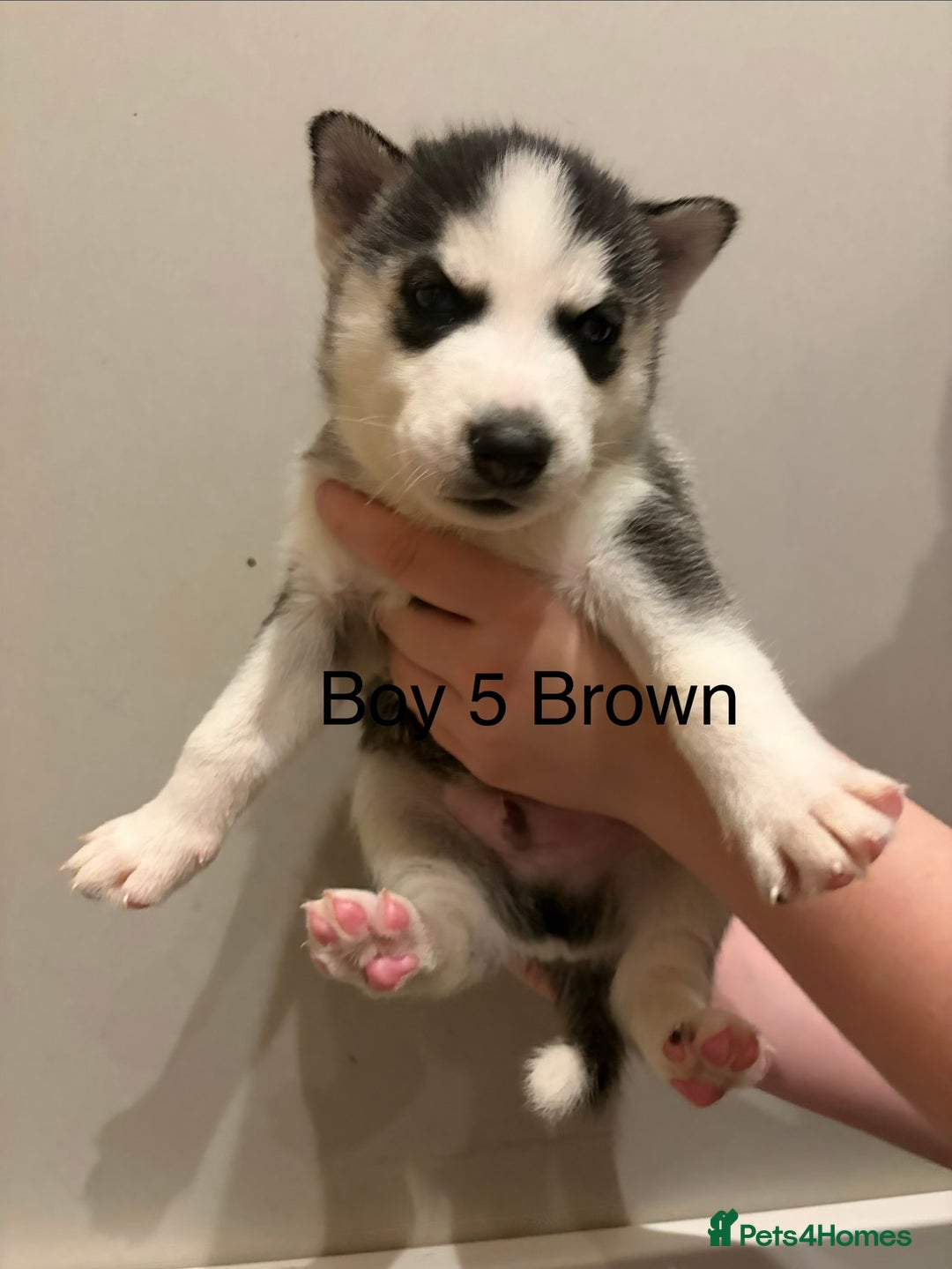 Siberian Husky dogs for sale: Siberian huskies for sale  - Advert 9