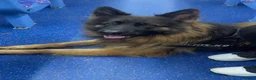 German Shepherd dogs for sale: Full pedigree German shepherd longhair  - Advert 14