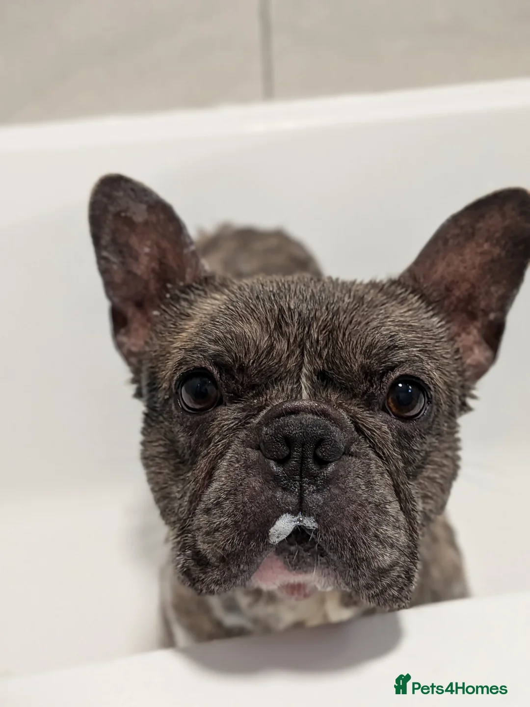 French Bulldog dogs for sale: Merle French bulldog  - Advert 2