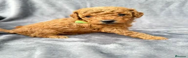 Cavapoo Puppy 4