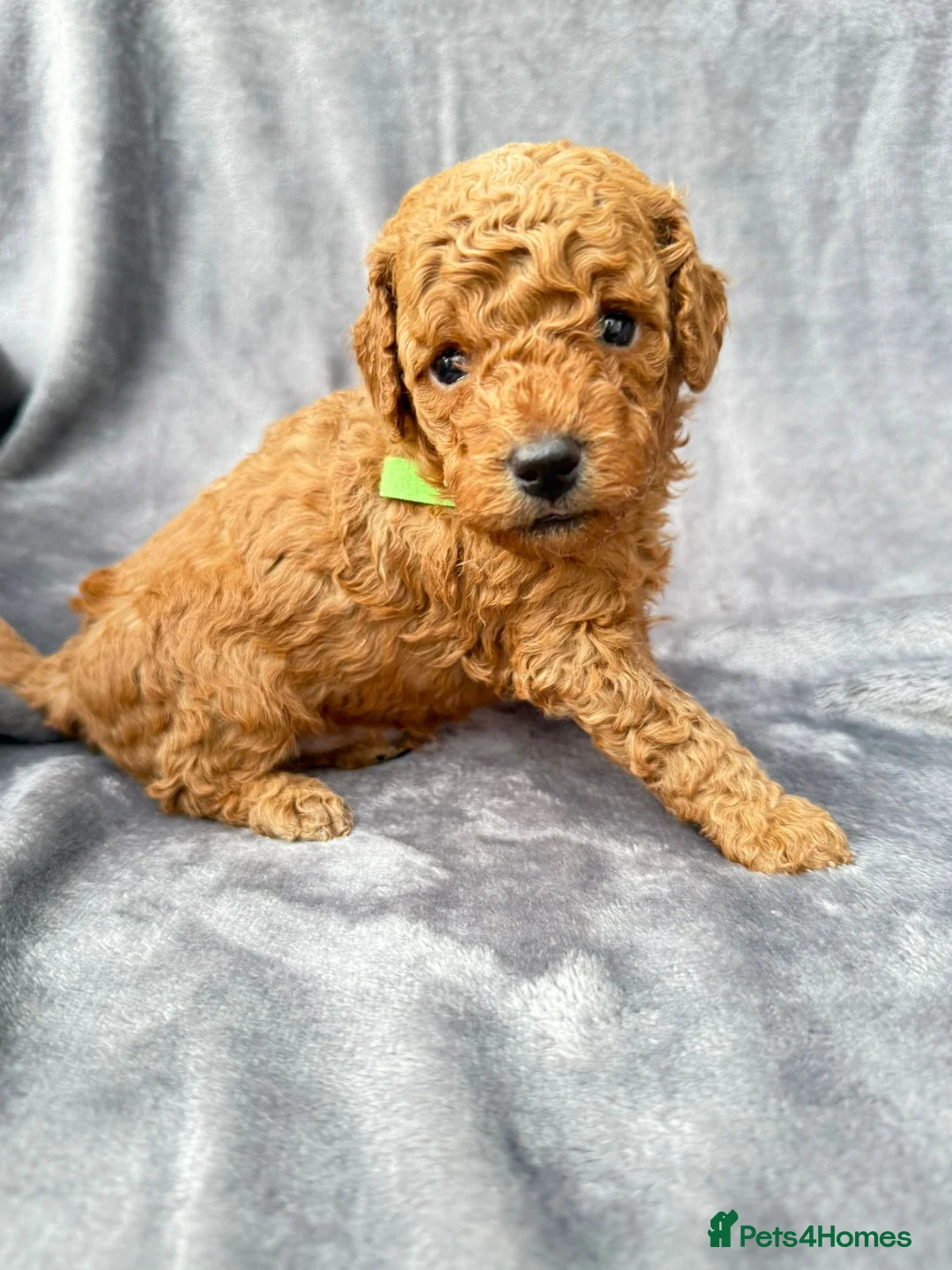 Cavapoo dogs for sale: 💙 Stunning F1B Deep Red Toy Cavapoo’s 💙 in Newark - Advert 2