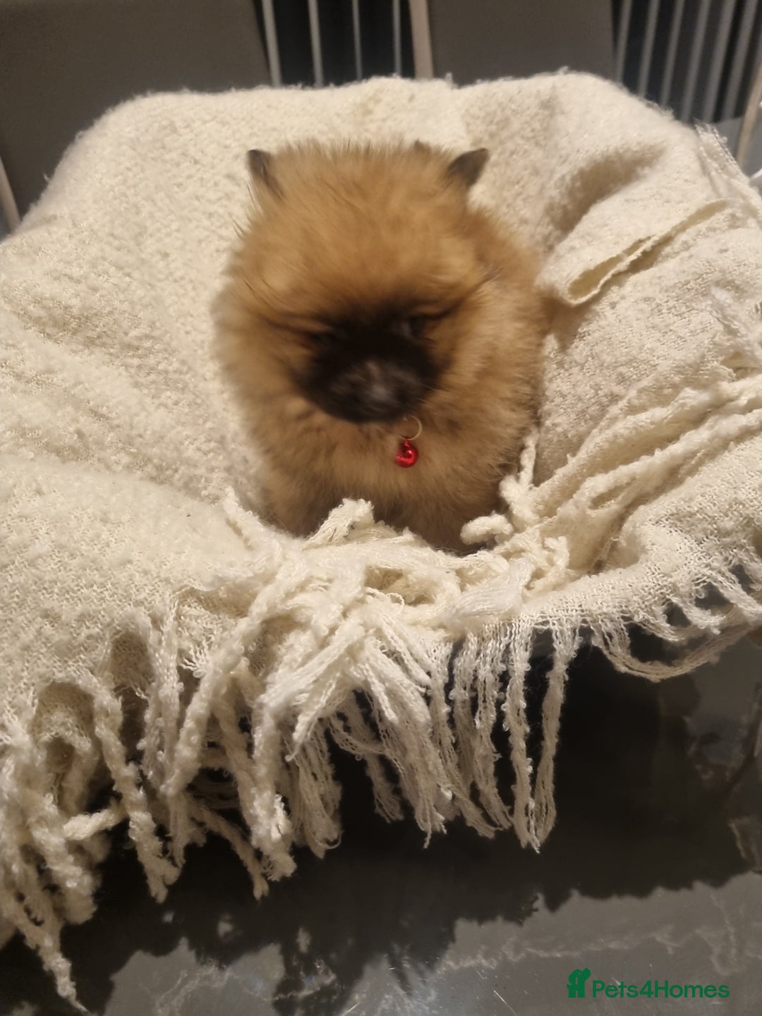 Pomeranian dogs for sale: Pomeraniums  - Advert 14