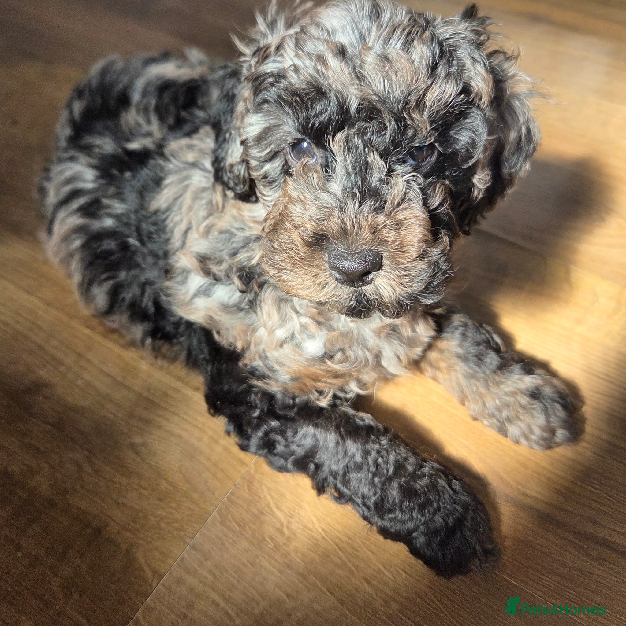 Cockapoo dogs *Last 2* F1b Cockapoo Pups. 1 Merle Male, 1 Female - Advert 5
