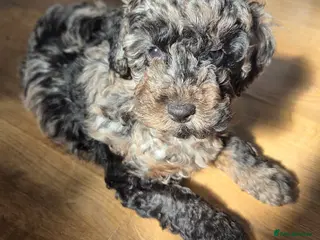 Cockapoo dogs *Last 2* F1b Cockapoo Pups. 1 Merle Male, 1 Female - Advert 5