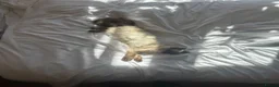 Ragdoll cats for sale: 22 Month old Pure Ragdoll Cat! - Advert 8