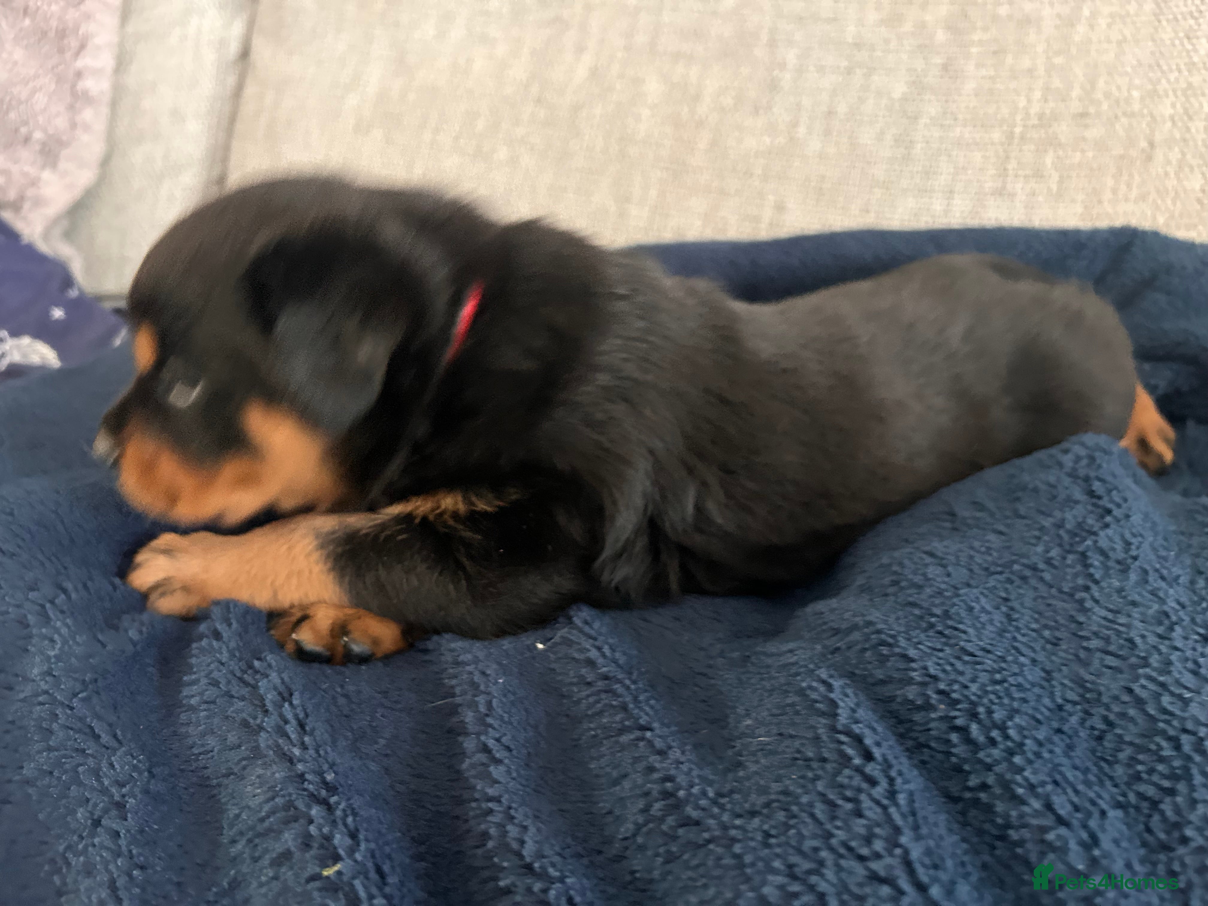 Rottweiler dogs for sale: Pure breed Rottweiler puppies for sale - Advert 24