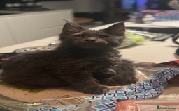 Maine Coon cats for sale:  Gccf registered Main Coon Kittens  - Image 5