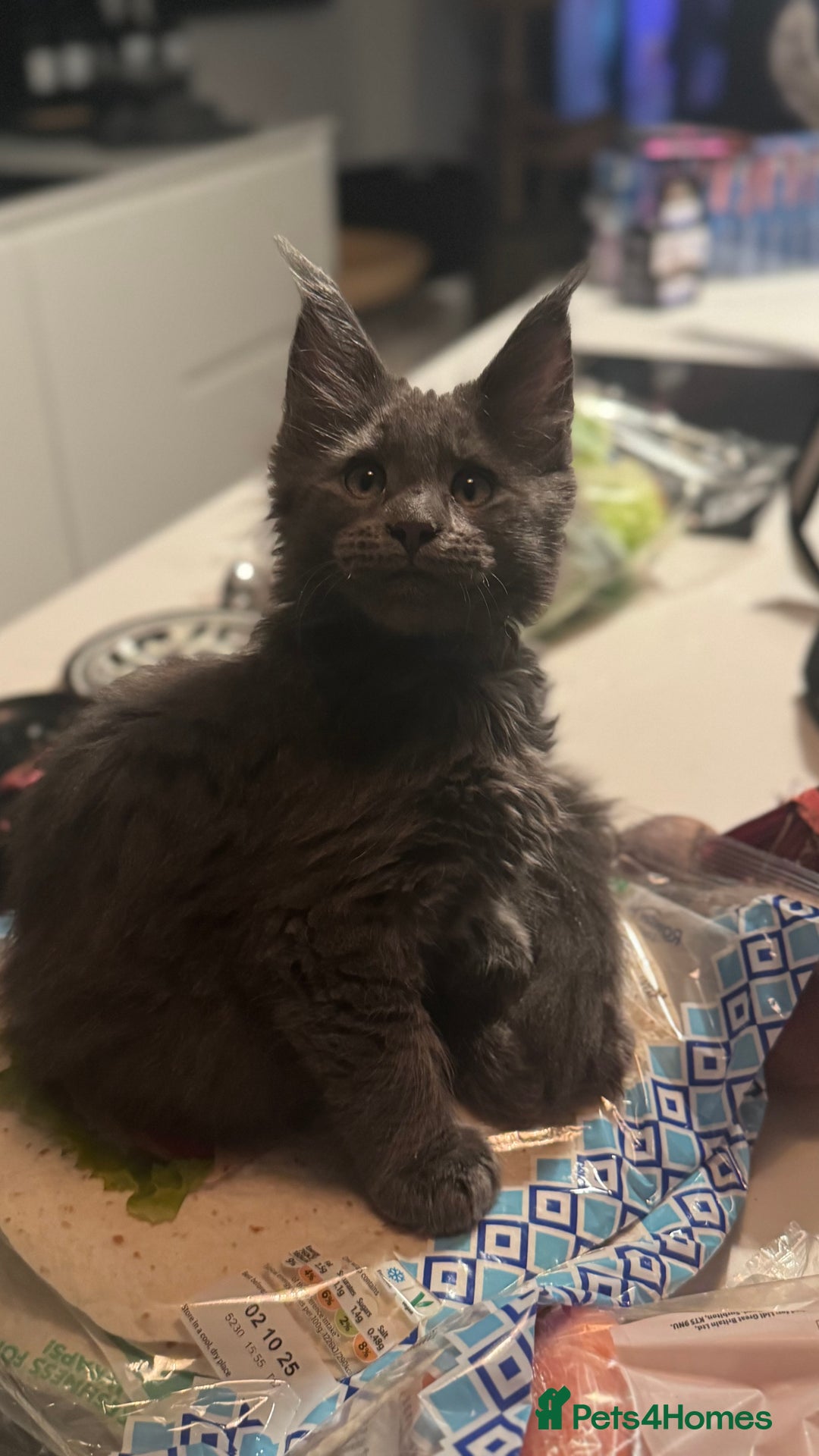 Maine Coon cats for sale:  Gccf registered Main Coon Kittens  - Image 5