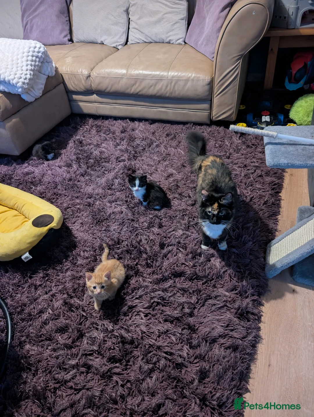 Mixed Breed cats for sale: Fluffy female and male kitten - Advert 3