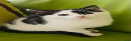Mixed Breed cats for sale: Wonderful, clever, healthy Kittens for sale - Advert 5