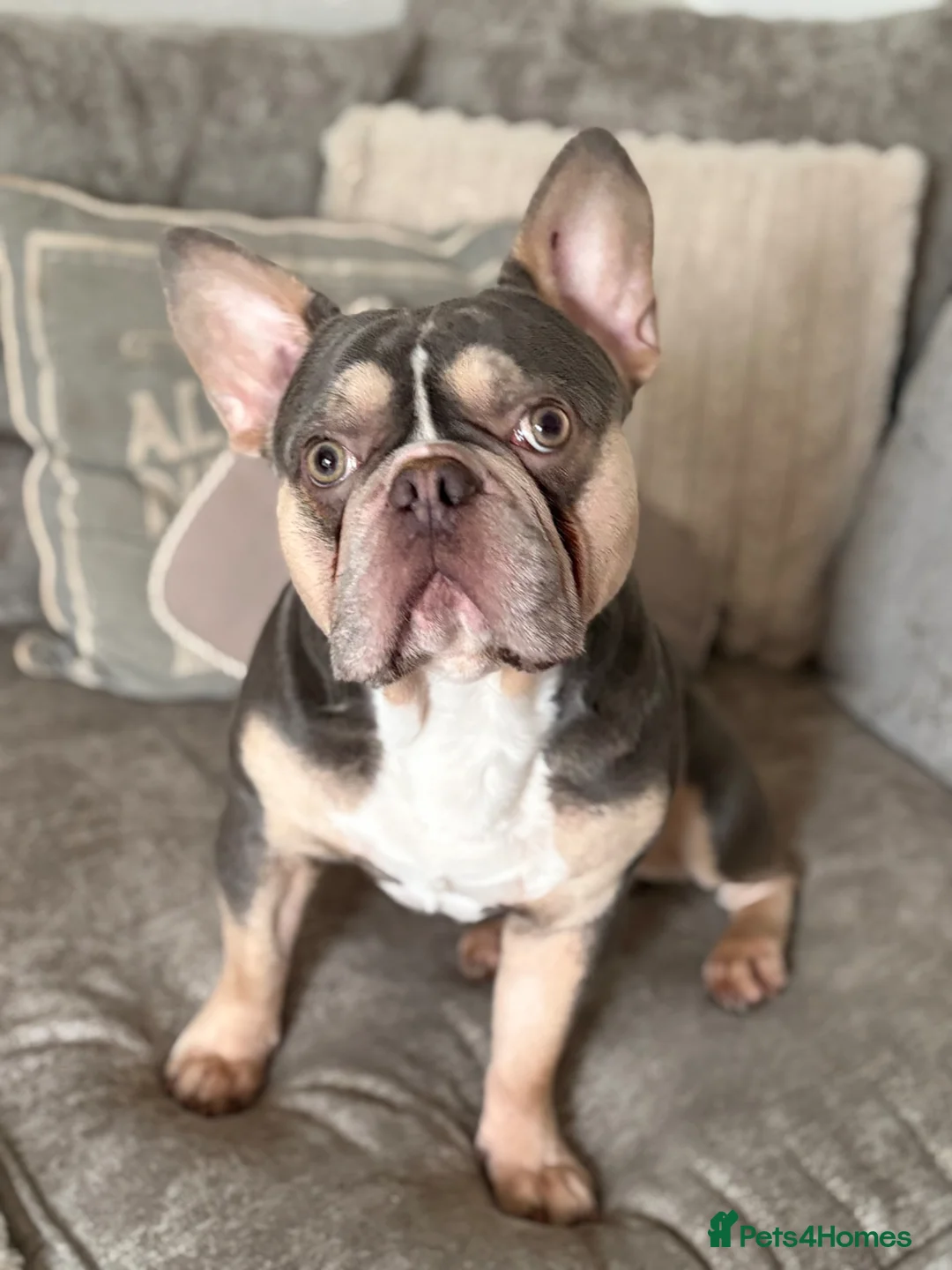 French Bulldog dogs for sale: Rehome - Advert 4