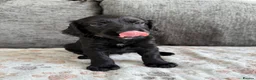 Mixed Breed dogs for sale: READY TO LEAVE NOW!  - Advert 21