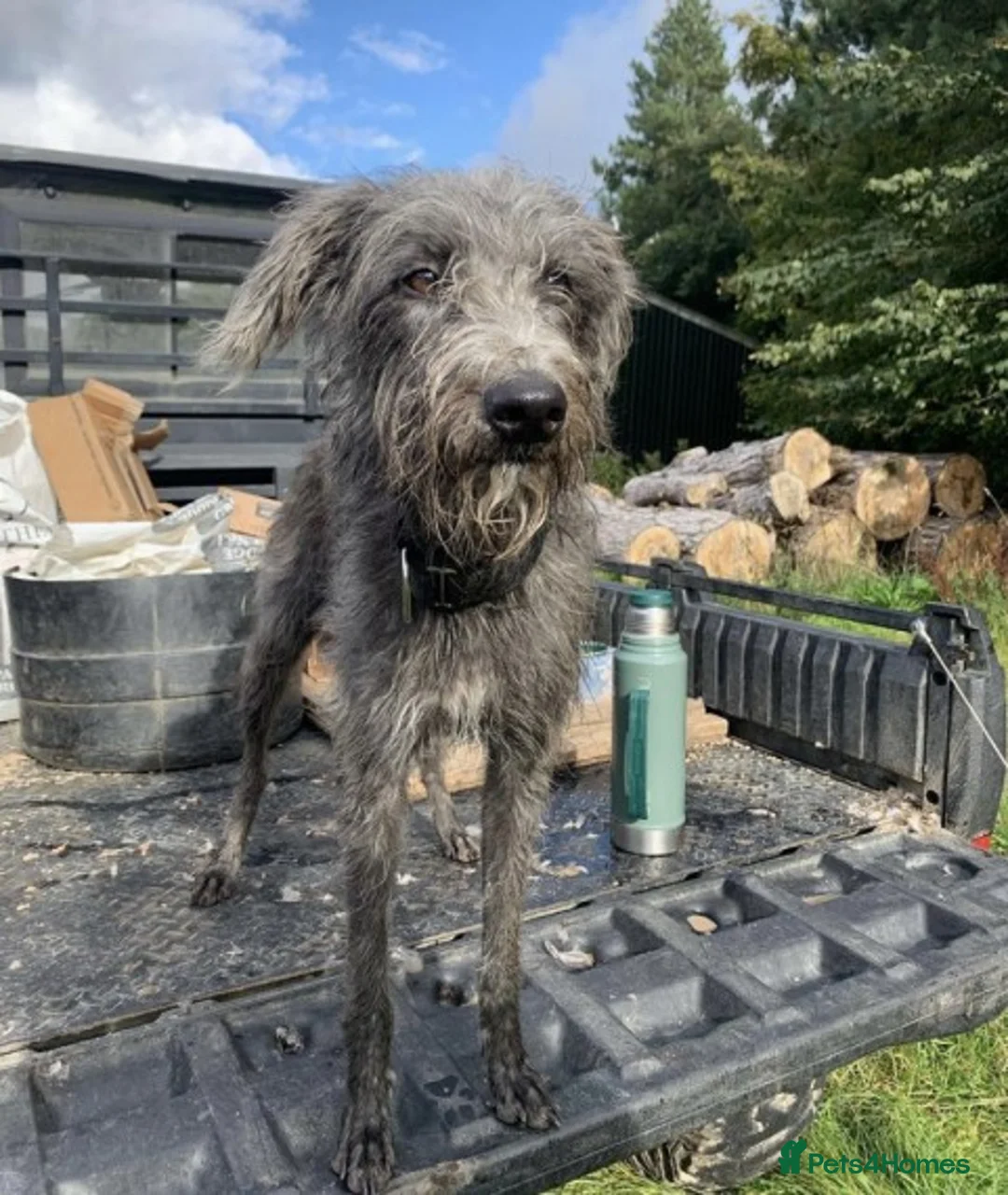 Bedlington Terrier dogs for stud: CT clear Bedlington x Whippet Lurcher for Stud in Scarborough - Advert 7