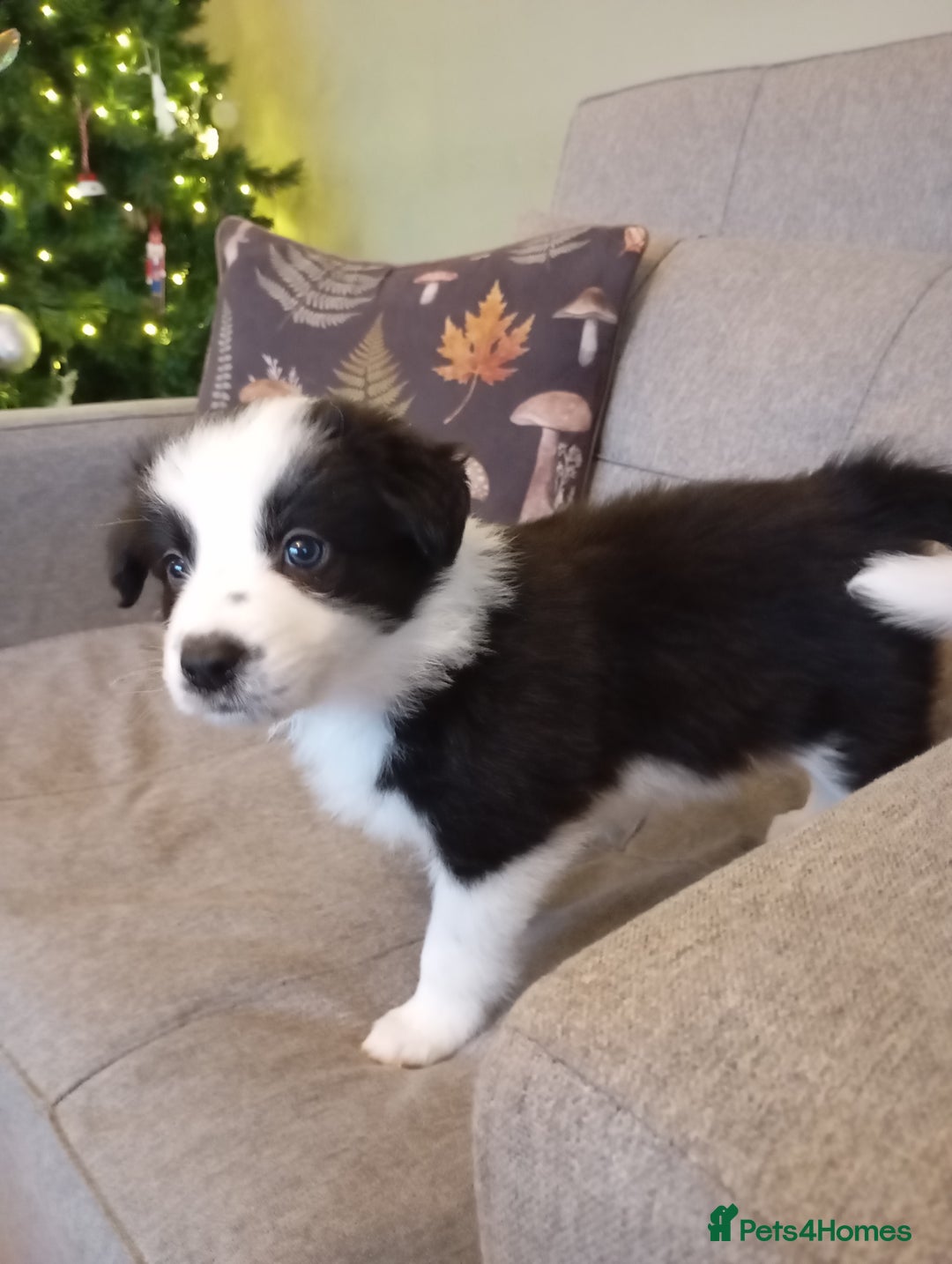 Border Collie dogs for sale: Stunning border collie babies - Advert 16