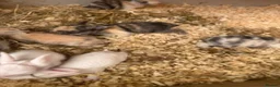 Mixed Breed rabbits for sale: Baby rabbits - Advert 15