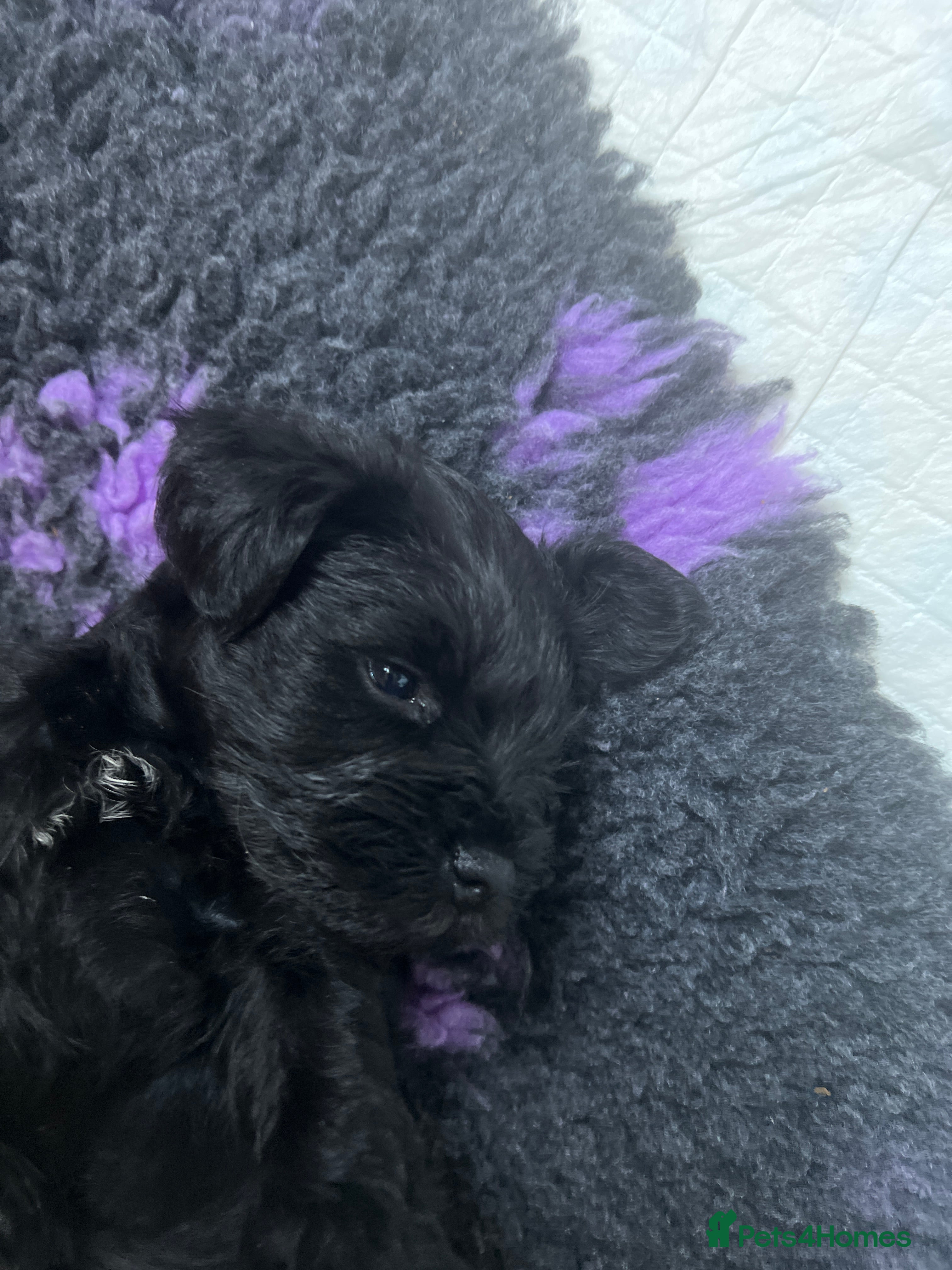 Miniature Schnauzer dogs Miniature Schnauzer Puppies  - Advert 2