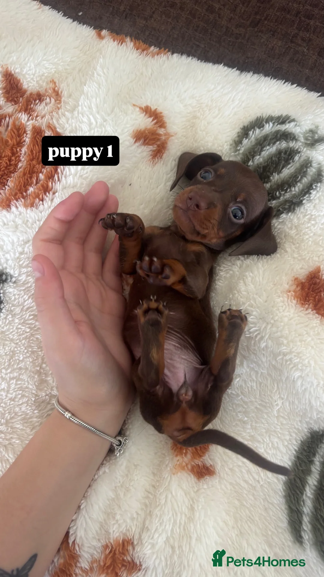 Miniature Dachshund dogs for sale: kc registered miniature dachshunds  in Ware - Advert 2
