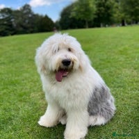 Old English Sheepdog dogs Stud KC Old English Sheepdog in Peterborough - Advert 9