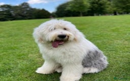 Old English Sheepdog dogs for stud: Stud KC Old English Sheepdog in Peterborough - Image 1