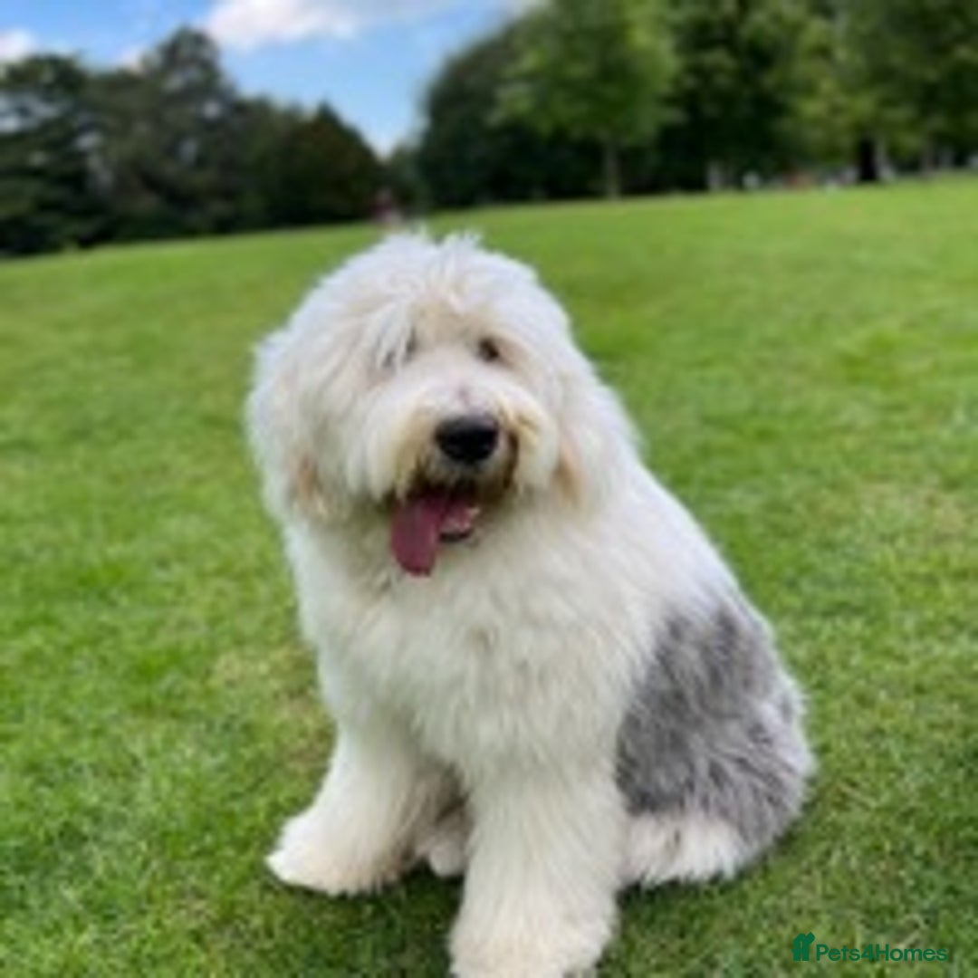 Old English Sheepdog dogs for stud: Stud KC Old English Sheepdog in Peterborough - Image 1