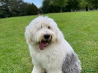 Old English Sheepdog dogs Stud KC Old English Sheepdog in Peterborough - Advert 2
