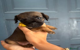Border Terrier dogs for sale: Slem clear stunning boarder terrier puppies  - Image 17