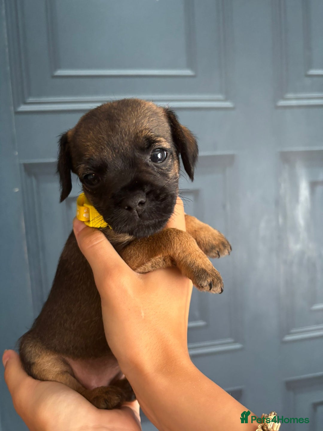 Border Terrier dogs for sale: Slem clear stunning boarder terrier puppies  - Image 17