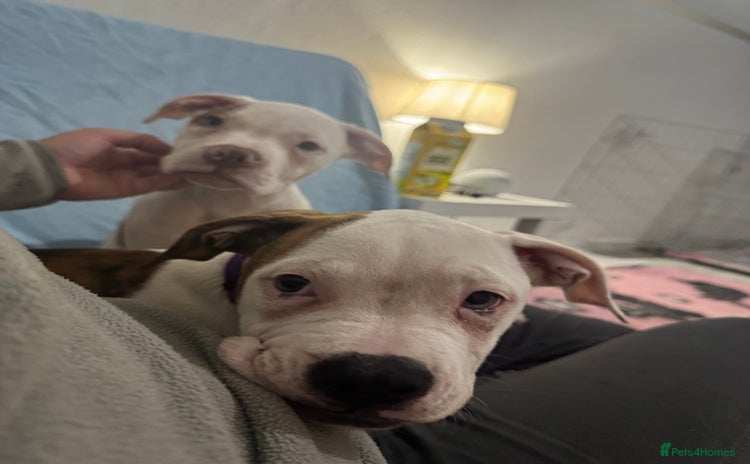 American Bull Staffy dogs - Advert 2