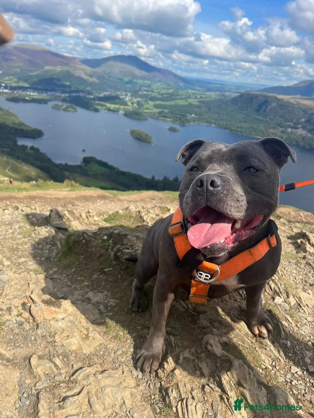 Staffordshire Bull Terrier dogs for sale: 6 year old blue Staffordshire terrier  - Advert 7
