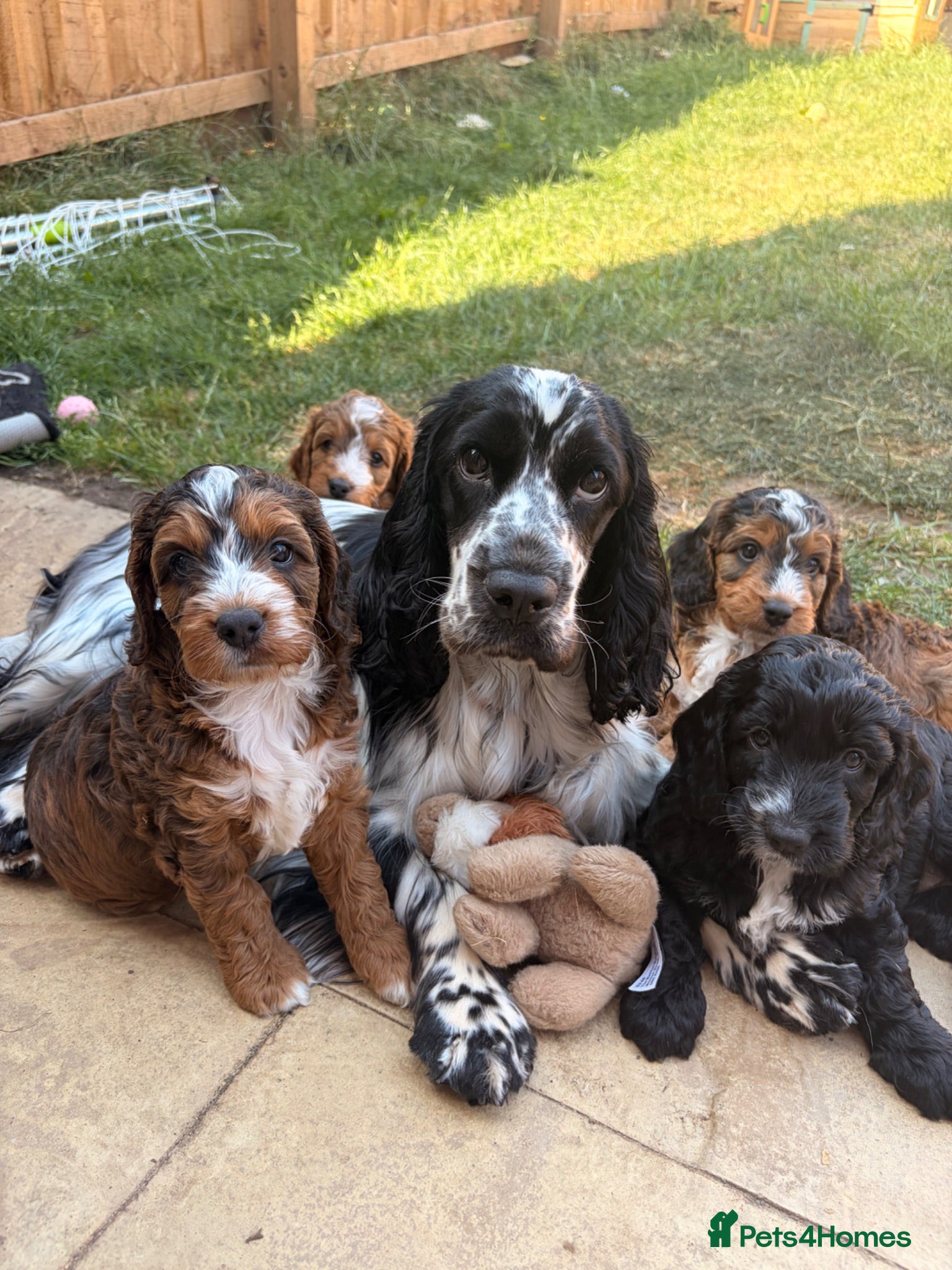 Cockapoo dogs REDUCED F1 show type miniature cockapoos - Advert 12