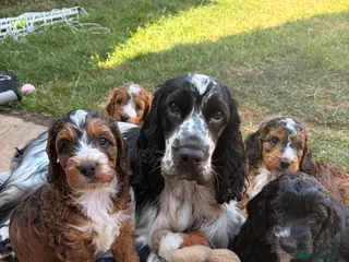 Cockapoo dogs REDUCED F1 show type miniature cockapoos - Advert 5