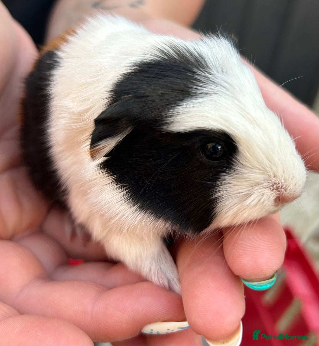 Guinea Pig rodents for sale: Guinea Pigs in Saxmundham - Image 6