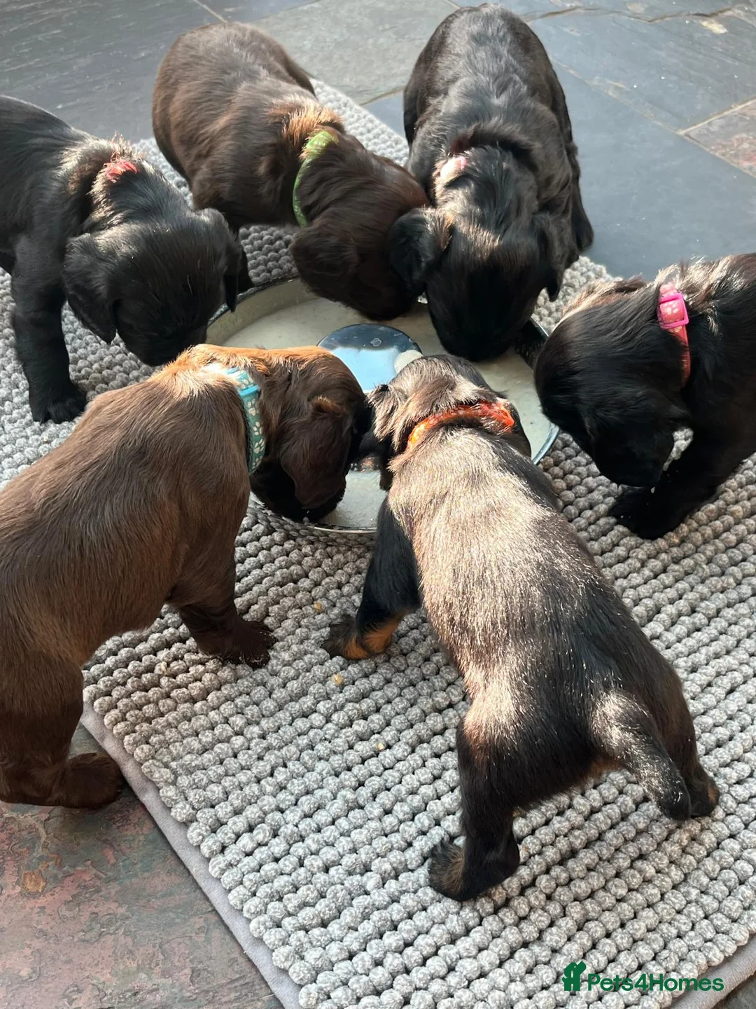 Sprocker dogs for sale: Sprocker puppies for sale  - Advert 2