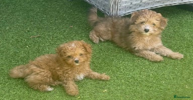 Pomapoo dogs in Wickford - Advert 2