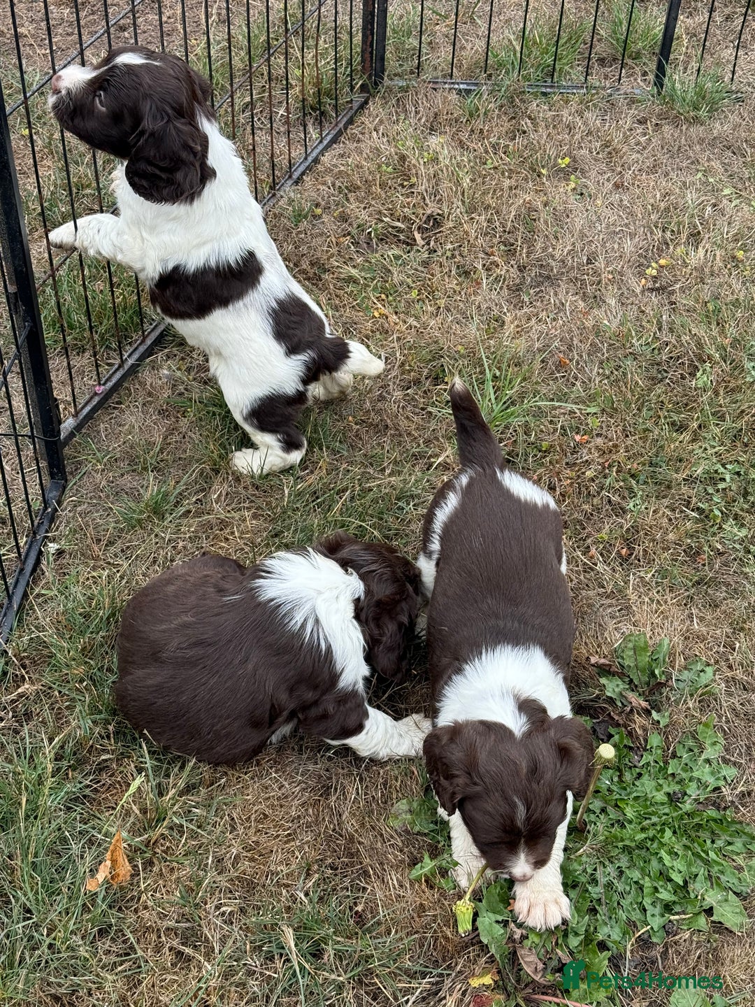 English Springer Spaniel dogs for sale: KC Reg English Springer Spaniel Puppies - Image 2